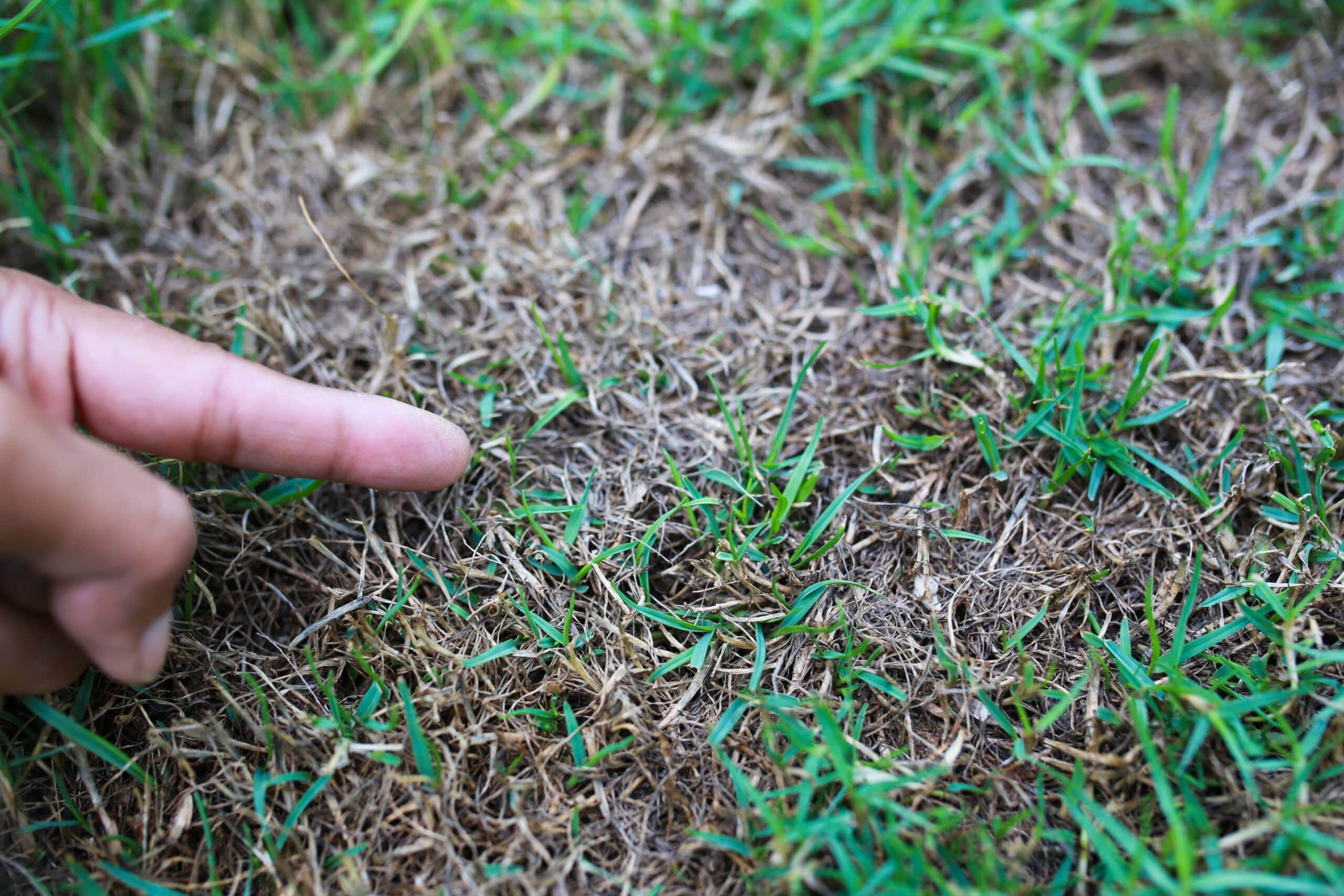Common Lawn Problems in North Texas—and How Buzzcutters Fixes Them